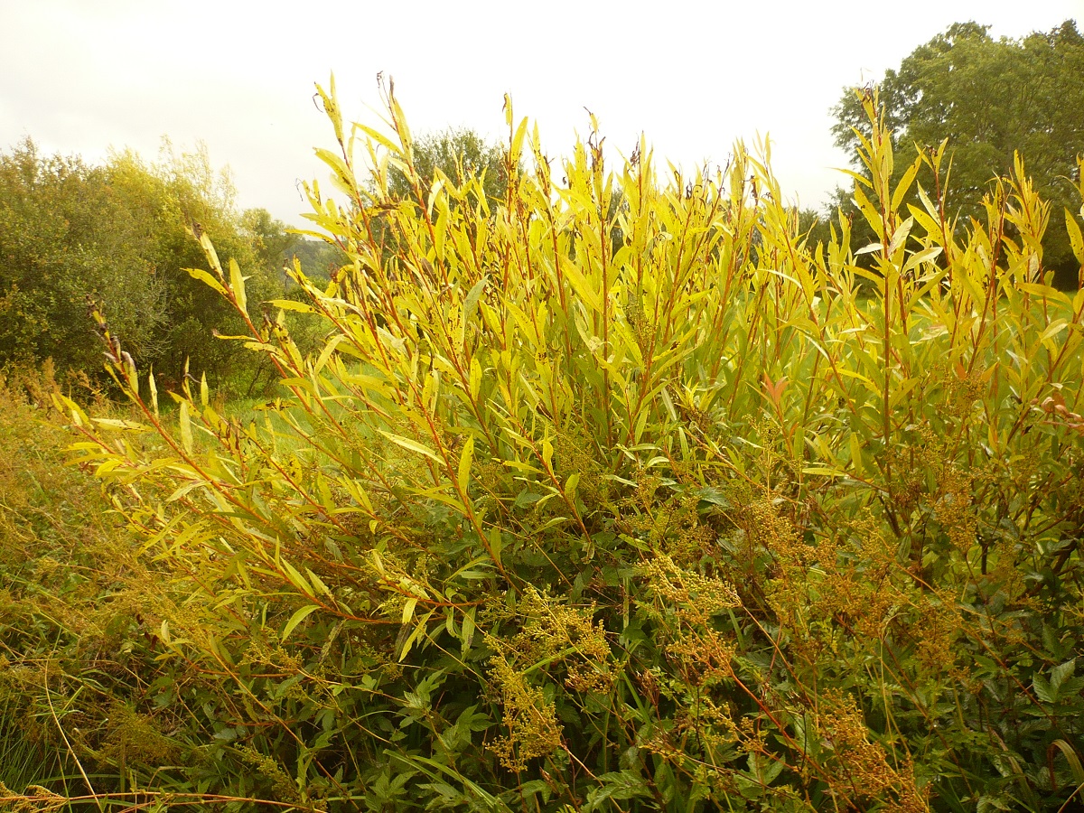 Salix alba var. vitellina (Salicaceae)